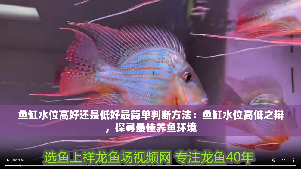 魚缸水位高好還是低好最簡單判斷方法：魚缸水位高低之辯，探尋最佳養(yǎng)魚環(huán)境