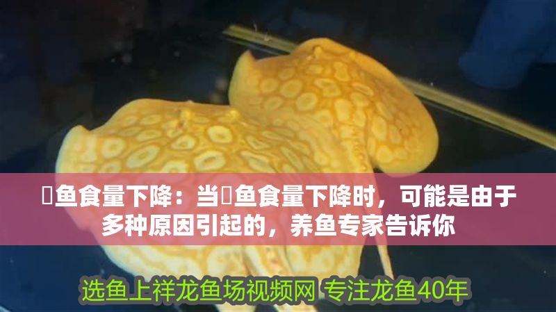 魟魚食量下降：當(dāng)魟魚食量下降時(shí)，可能是由于多種原因引起的，養(yǎng)魚專家告訴你