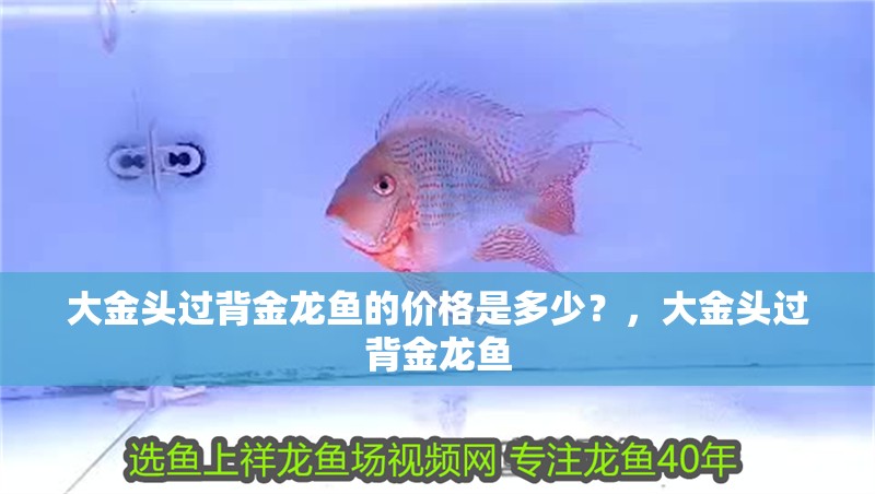 大金頭過背金龍魚的價格是多少？，大金頭過背金龍魚