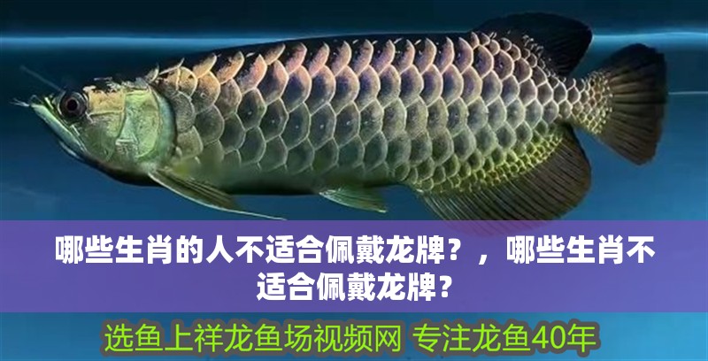 哪些生肖的人不適合佩戴龍牌？，哪些生肖不適合佩戴龍牌？ 哪些生肖的人不適合佩戴龍牌？，哪些生肖不適合佩戴龍牌？ 龍魚論壇
