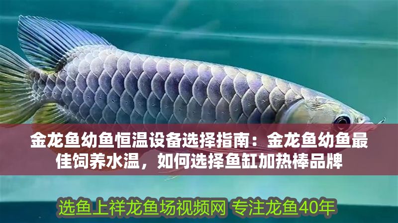 金龍魚幼魚恒溫設備選擇指南：金龍魚幼魚最佳飼養水溫，如何選擇魚缸加熱棒品牌