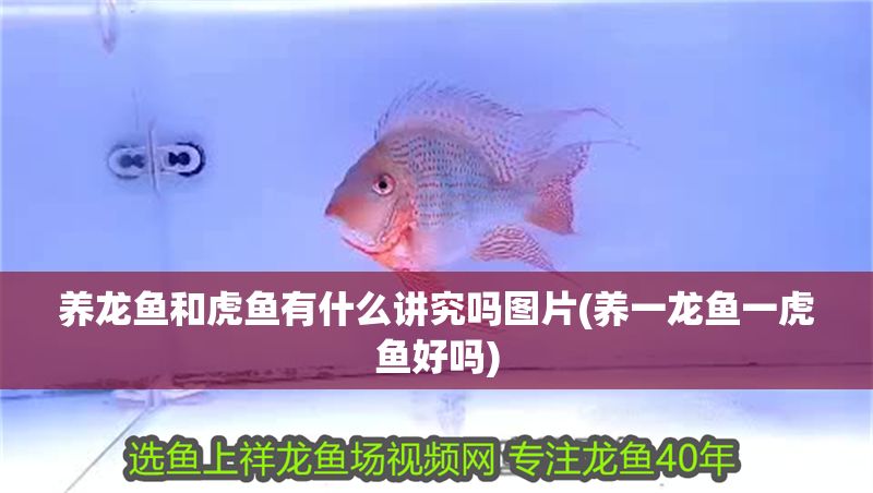 養龍魚和虎魚有什么講究嗎圖片(養一龍魚一虎魚好嗎)