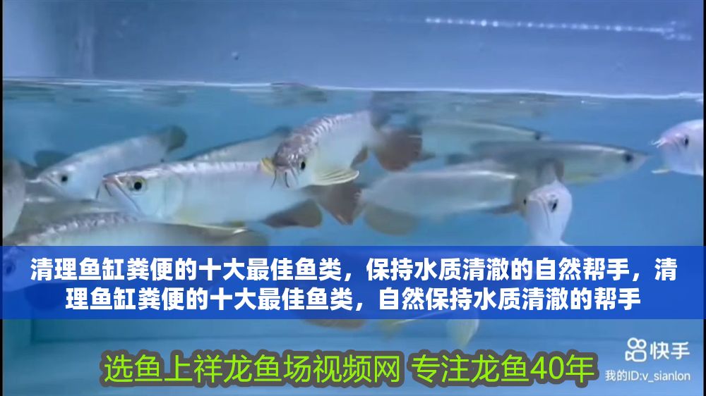 清理魚缸糞便的十大最佳魚類，保持水質清澈的自然幫手，清理魚缸糞便的十大最佳魚類，自然保持水質清澈的幫手