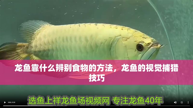 龍魚靠什么辨別食物的方法，龍魚的視覺捕獵技巧