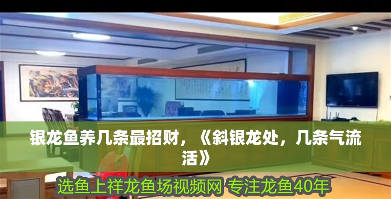 銀龍魚養(yǎng)幾條最招財(cái)，《斜銀龍?zhí)帲瑤讞l氣流活》