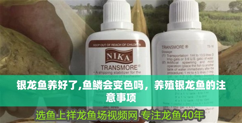 魚缸用增氧泵價格是多少:魚缸增氧機-xtrac增氧機-xtrac增氧機 銀龍魚養好了,魚鱗會變色嗎,養殖銀龍魚的注意事項 水族問答 銀龍魚養好了,魚鱗會變色嗎,養殖銀龍魚的注意事項 銀龍魚養好了,魚鱗會變色嗎,養殖銀龍魚的注意事項 水族問答