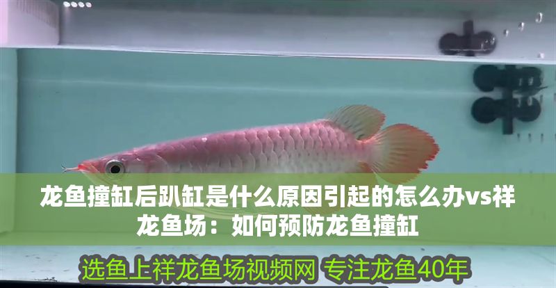 龍魚撞缸后趴缸是什么原因引起的怎么辦vs祥龍魚場：如何預防龍魚撞缸