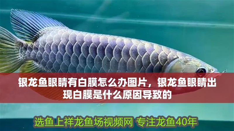 銀龍魚眼睛有白膜怎么辦圖片，銀龍魚眼睛出現白膜是什么原因導致的 銀龍魚眼睛有白膜怎么辦圖片，銀龍魚眼睛出現白膜是什么原因導致的 水族問答