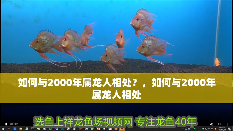 如何與2000年屬龍人相處？，如何與2000年屬龍人相處