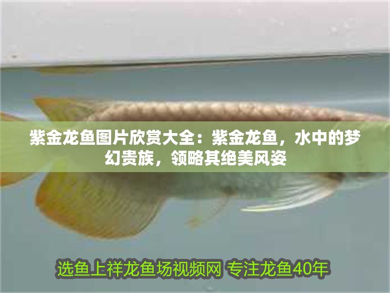 水族館特色服務(wù)提升客流