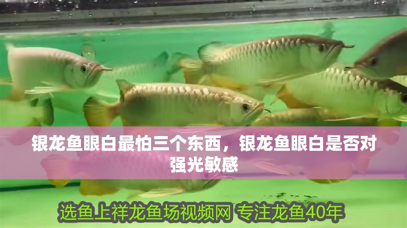 銀龍魚眼白最怕三個東西，銀龍魚眼白是否對強光敏感