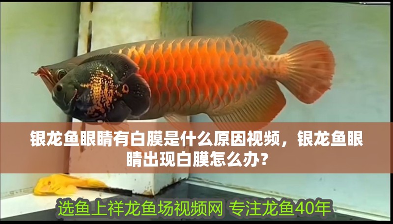 銀龍魚眼睛有白膜是什么原因視頻，銀龍魚眼睛出現白膜怎么辦？