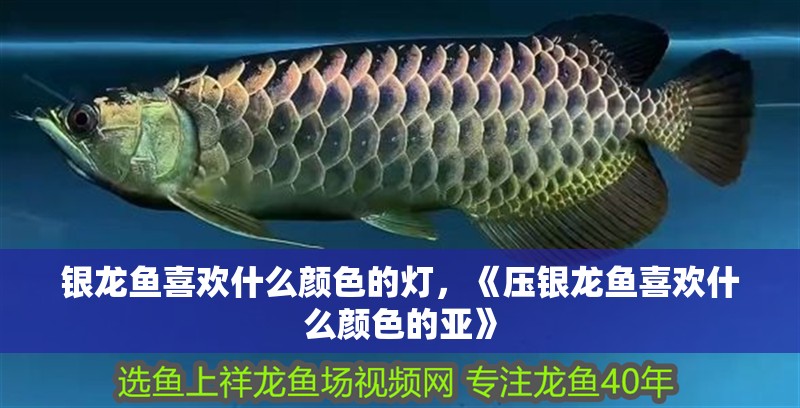 銀龍魚喜歡什么顏色的燈，《壓銀龍魚喜歡什么顏色的亞》