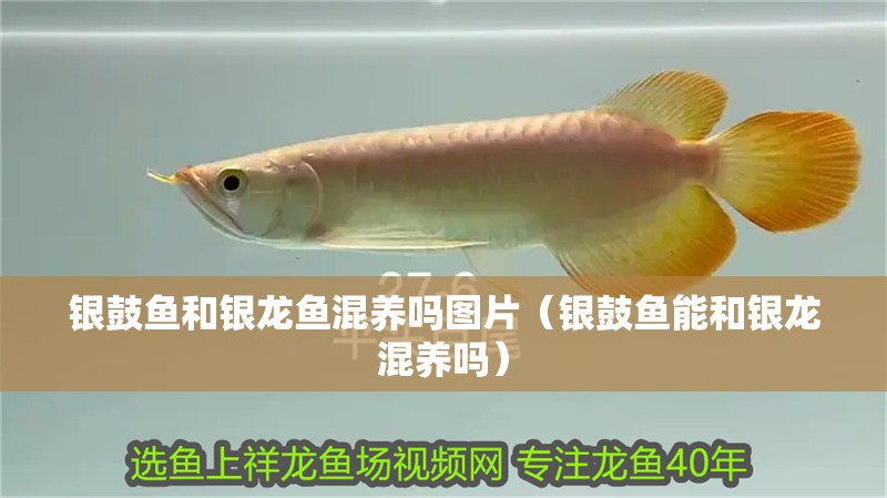 銀鼓魚和銀龍魚混養嗎圖片（銀鼓魚能和銀龍混養嗎）