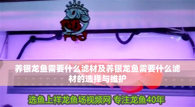 養銀龍魚需要什么濾材及養銀龍魚需要什么濾材的選擇與維護