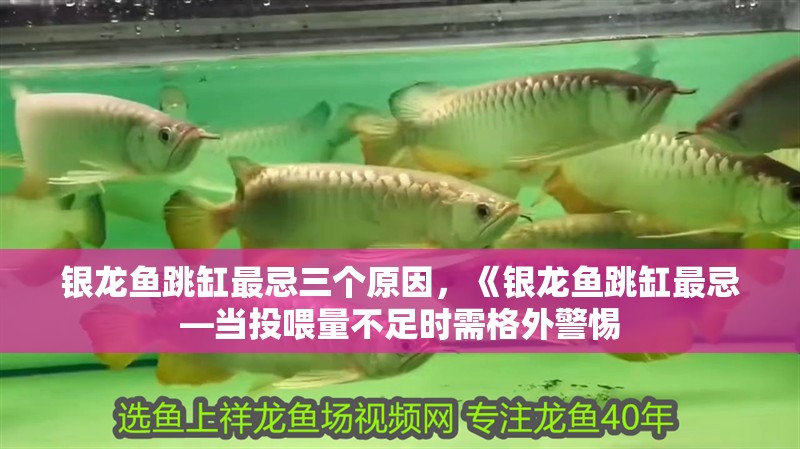 銀龍魚跳缸最忌三個原因，《銀龍魚跳缸最忌—當投喂量不足時需格外警惕