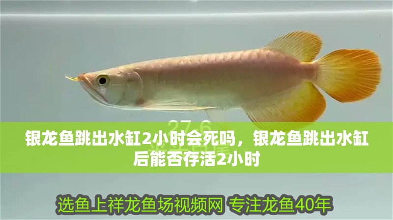銀龍魚跳出水缸2小時會死嗎，銀龍魚跳出水缸后能否存活2小時
