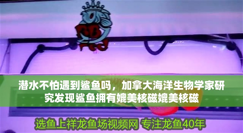 潛水不怕遇到鯊魚嗎，加拿大海洋生物學家研究發(fā)現(xiàn)鯊魚擁有媲美核磁媲美核磁