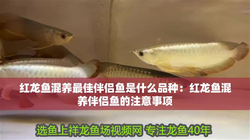 紅龍魚混養最佳伴侶魚是什么品種：紅龍魚混養伴侶魚的注意事項