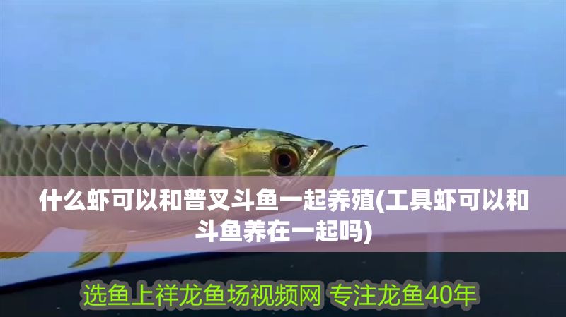 什么蝦可以和普叉斗魚一起養(yǎng)殖(工具蝦可以和斗魚養(yǎng)在一起嗎)