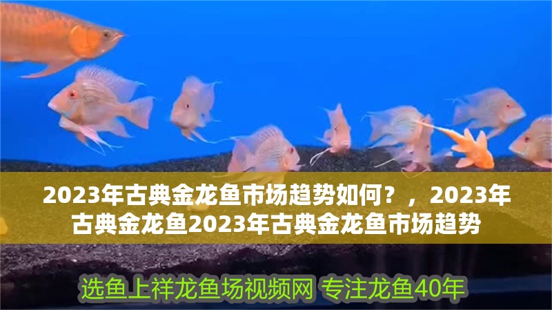 2023年古典金龍魚市場趨勢如何？，2023年古典金龍魚2023年古典金龍魚市場趨勢