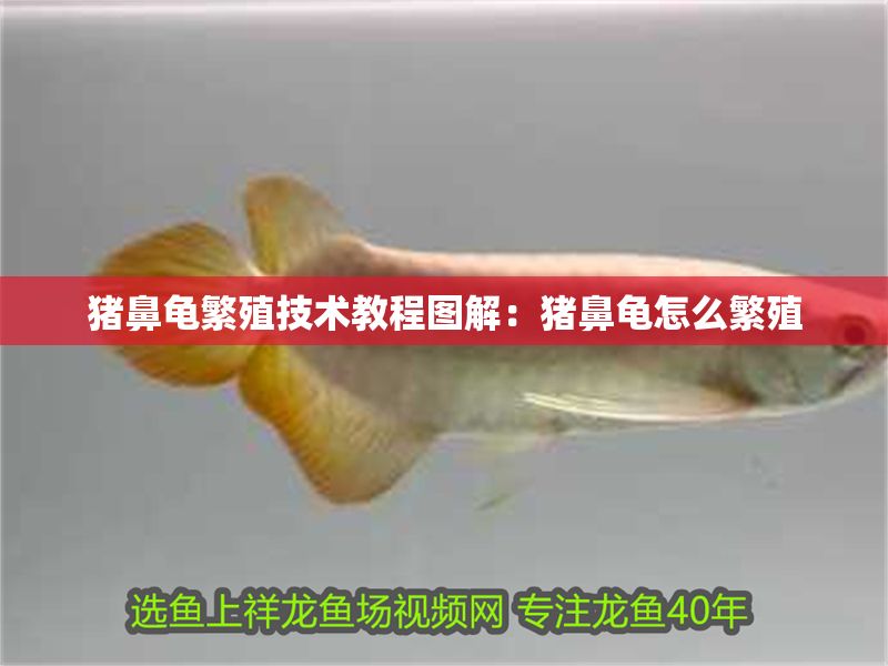 豬鼻龜繁殖技術教程圖解：豬鼻龜怎么繁殖