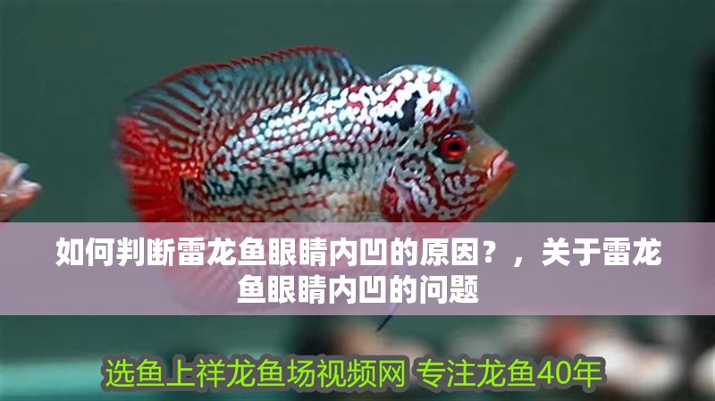 如何判斷雷龍魚眼睛內凹的原因？，關于雷龍魚眼睛內凹的問題 如何判斷雷龍魚眼睛內凹的原因？，關于雷龍魚眼睛內凹的問題 龍魚論壇