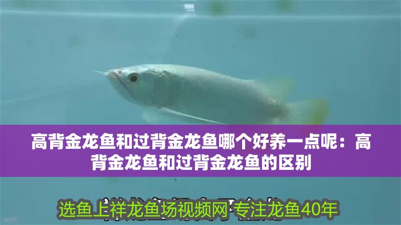 高背金龍魚和過背金龍魚哪個好養一點呢：高背金龍魚和過背金龍魚的區別