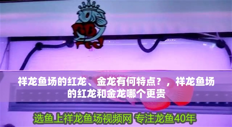 祥龍魚場的紅龍、金龍有何特點？，祥龍魚場的紅龍和金龍哪個更貴 祥龍魚場的紅龍、金龍有何特點？，祥龍魚場的紅龍和金龍哪個更貴 龍魚百科
