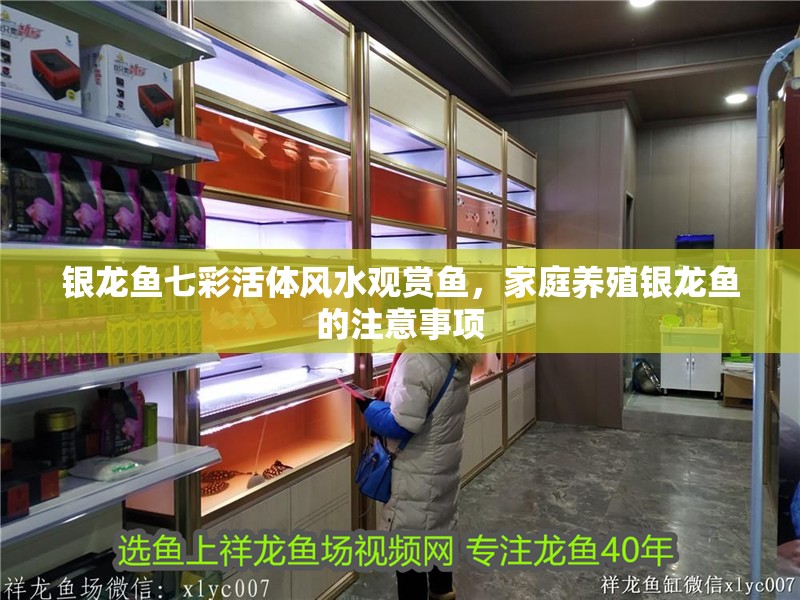 銀龍魚七彩活體風水觀賞魚，家庭養殖銀龍魚的注意事項