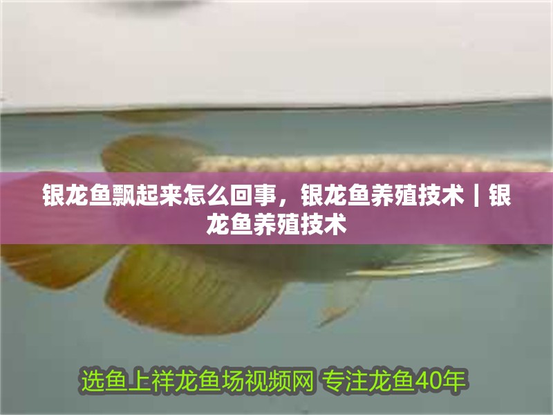 銀龍魚飄起來怎么回事，銀龍魚養殖技術｜銀龍魚養殖技術