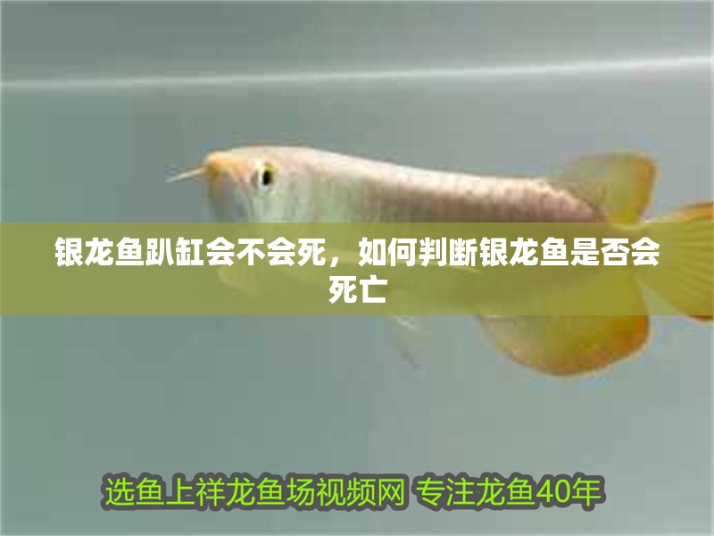 銀龍魚趴缸會不會死，如何判斷銀龍魚是否會死亡 銀龍魚趴缸會不會死，如何判斷銀龍魚是否會死亡 水族問答