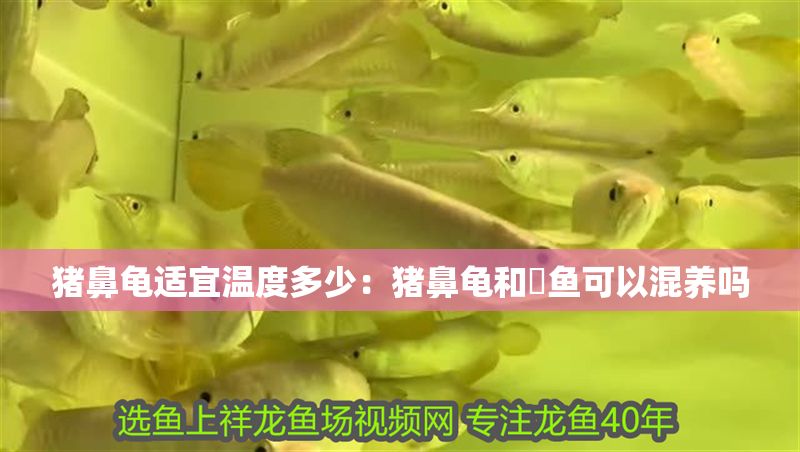 豬鼻龜適宜溫度多少：豬鼻龜和魟魚可以混養嗎