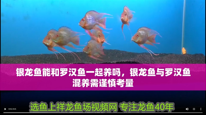 銀龍魚能和羅漢魚一起養嗎，銀龍魚與羅漢魚混養需謹慎考量