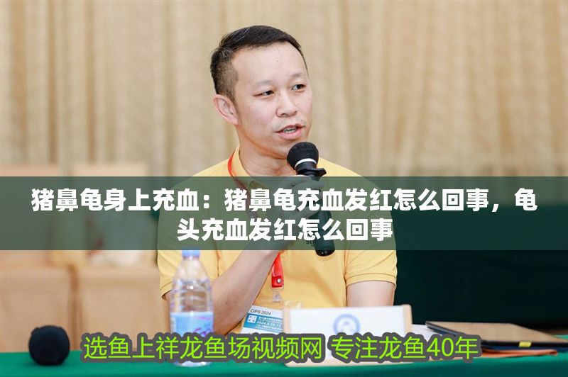 豬鼻龜身上充血：豬鼻龜充血發(fā)紅怎么回事，龜頭充血發(fā)紅怎么回事