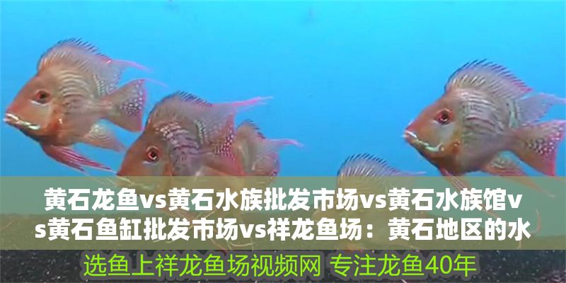 黃石龍魚vs黃石水族批發(fā)市場(chǎng)vs黃石水族館vs黃石魚缸批發(fā)市場(chǎng)vs祥龍魚場(chǎng):黃石地區(qū)的水族文化與經(jīng)濟(jì)發(fā)展 祥龍魚場(chǎng)各市分站 第2張 黃石龍魚vs黃石水族批發(fā)市場(chǎng)vs黃石水族館vs黃石魚缸批發(fā)市場(chǎng)vs祥龍魚場(chǎng):黃石地區(qū)的水族文化與經(jīng)濟(jì)發(fā)展 黃石龍魚vs黃石水族批發(fā)市場(chǎng)vs黃石水族館vs黃石魚缸批發(fā)市場(chǎng)vs祥龍魚場(chǎng):黃石地區(qū)的水族文化與經(jīng)濟(jì)發(fā)展 祥龍魚場(chǎng)各市分站 第2張