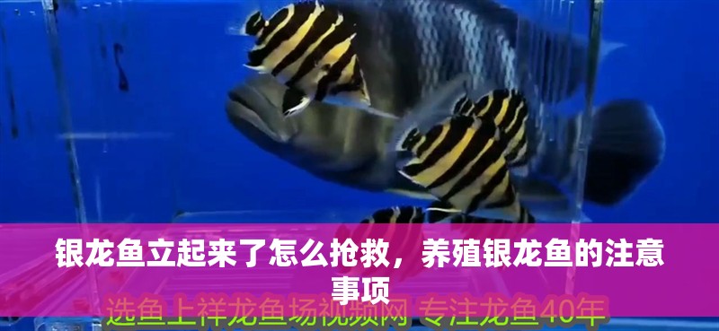 銀龍魚立起來了怎么搶救，養殖銀龍魚的注意事項