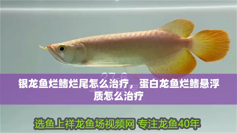 銀龍魚爛鰭爛尾怎么治療，蛋白龍魚爛鰭懸浮質(zhì)怎么治療