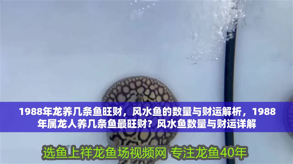 1988年龍養(yǎng)幾條魚旺財(cái)，風(fēng)水魚的數(shù)量與財(cái)運(yùn)解析，1988年屬龍人養(yǎng)幾條魚最旺財(cái)？風(fēng)水魚數(shù)量與財(cái)運(yùn)詳解