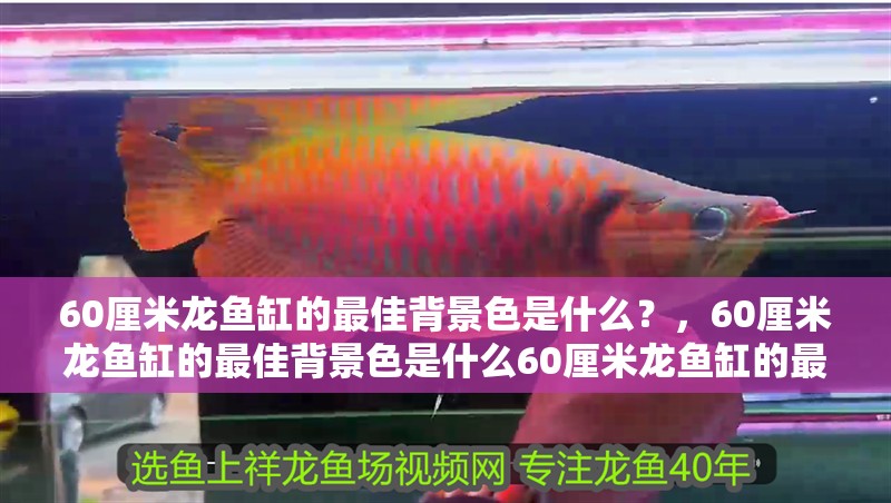 60厘米龍魚缸的最佳背景色是什么？，60厘米龍魚缸的最佳背景色是什么60厘米龍魚缸的最佳背景色是什么