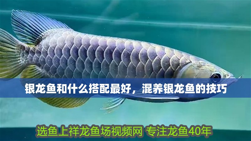 銀龍魚和什么搭配最好，混養銀龍魚的技巧