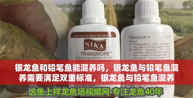 銀龍魚和鉛筆魚能混養嗎，銀龍魚與鉛筆魚混養需要滿足雙重標準，銀龍魚與鉛筆魚混養