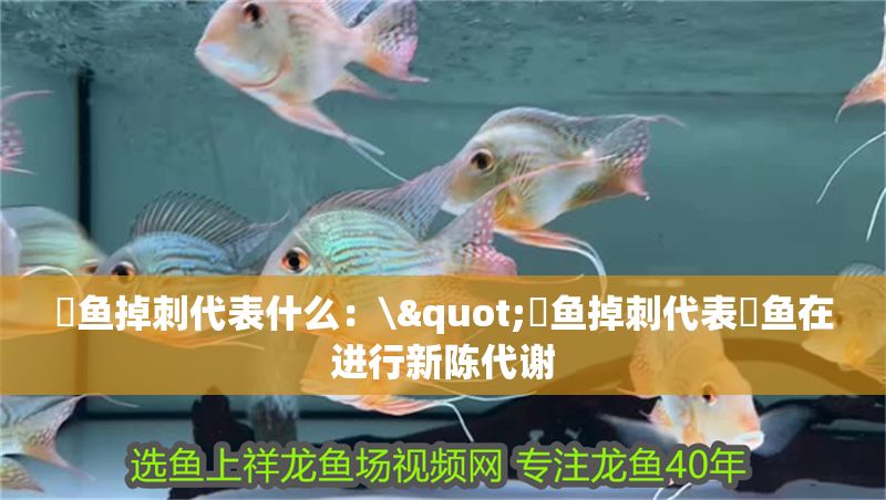 魟魚掉刺代表什么：\"魟魚掉刺代表魟魚在進行新陳代謝