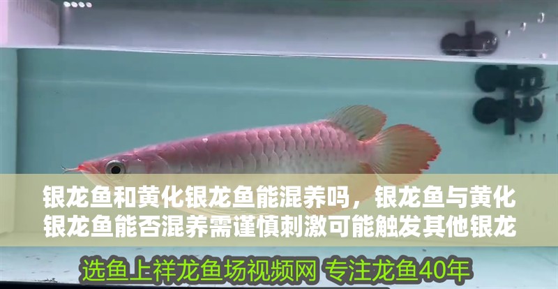 銀龍魚和黃化銀龍魚能混養嗎，銀龍魚與黃化銀龍魚能否混養需謹慎刺激可能觸發其他銀龍魚