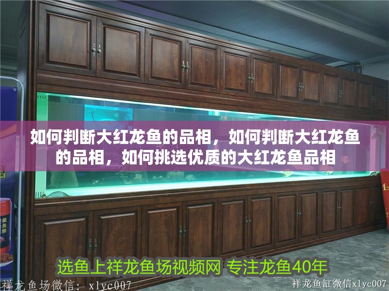 如何判斷大紅龍魚的品相，如何判斷大紅龍魚的品相，如何挑選優質的大紅龍魚品相