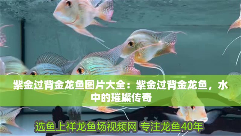 紫金過背金龍魚圖片大全：紫金過背金龍魚，水中的璀璨傳奇