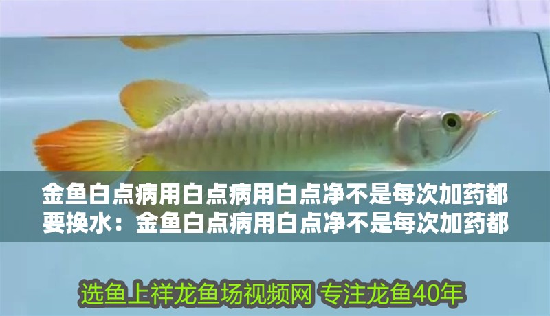 金魚白點病用白點病用白點凈不是每次加藥都要換水：金魚白點病用白點凈不是每次加藥都要換水