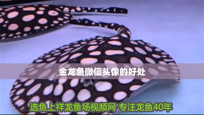 金龍魚微信頭像的好處 龍魚百科 第2張 金龍魚微信頭像的好處 金龍魚微信頭像的好處 龍魚百科 第2張
