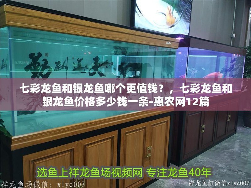 七彩龍魚和銀龍魚哪個更值錢？，七彩龍魚和銀龍魚價格多少錢一條-惠農網12篇