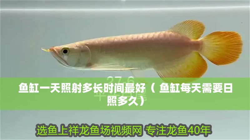 魚缸一天照射多長時間最好（ 魚缸每天需要日照多久）
